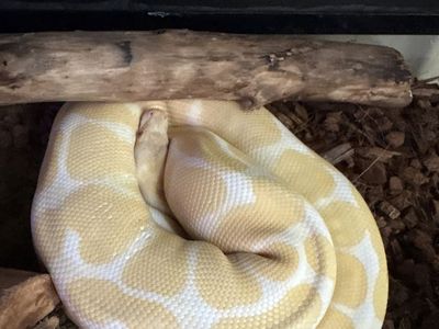 female Ball Python