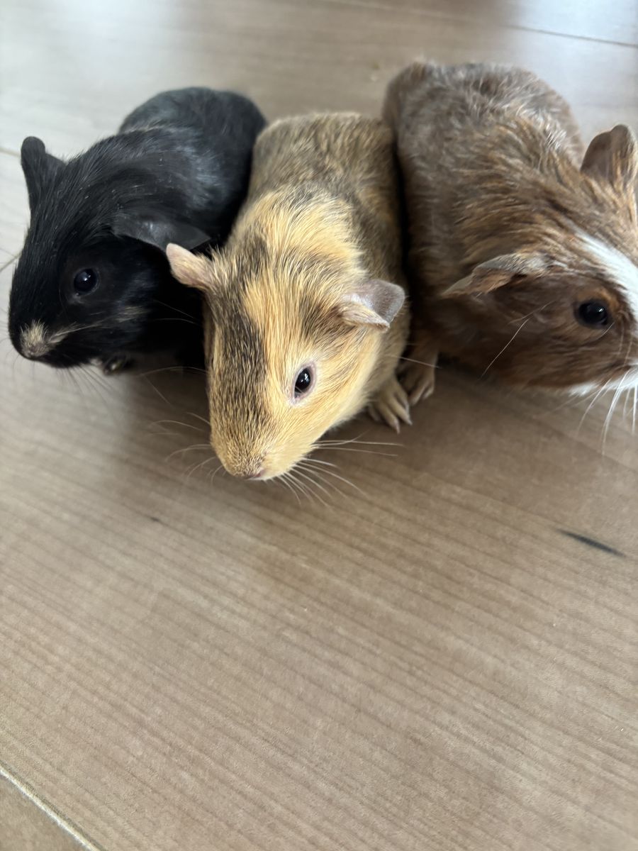 Baby guinea pigs