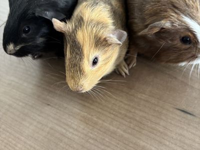 Baby guinea pigs