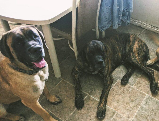 English Mastiffs