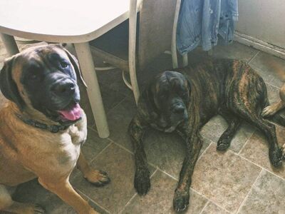 English Mastiffs