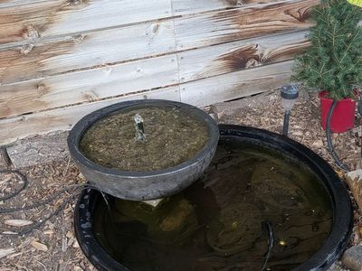Pond with bog water feature (full setup)