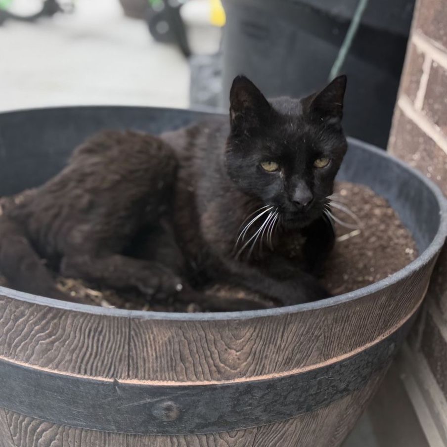 Black Kitty (Excellent Mouser)