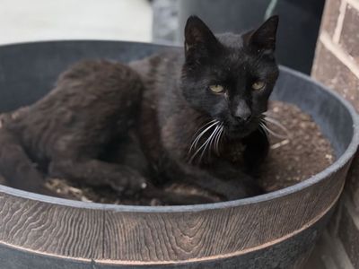Black Kitty (Excellent Mouser)
