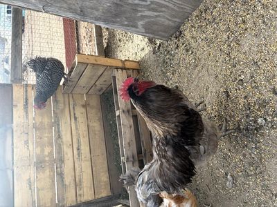Rooster for sale