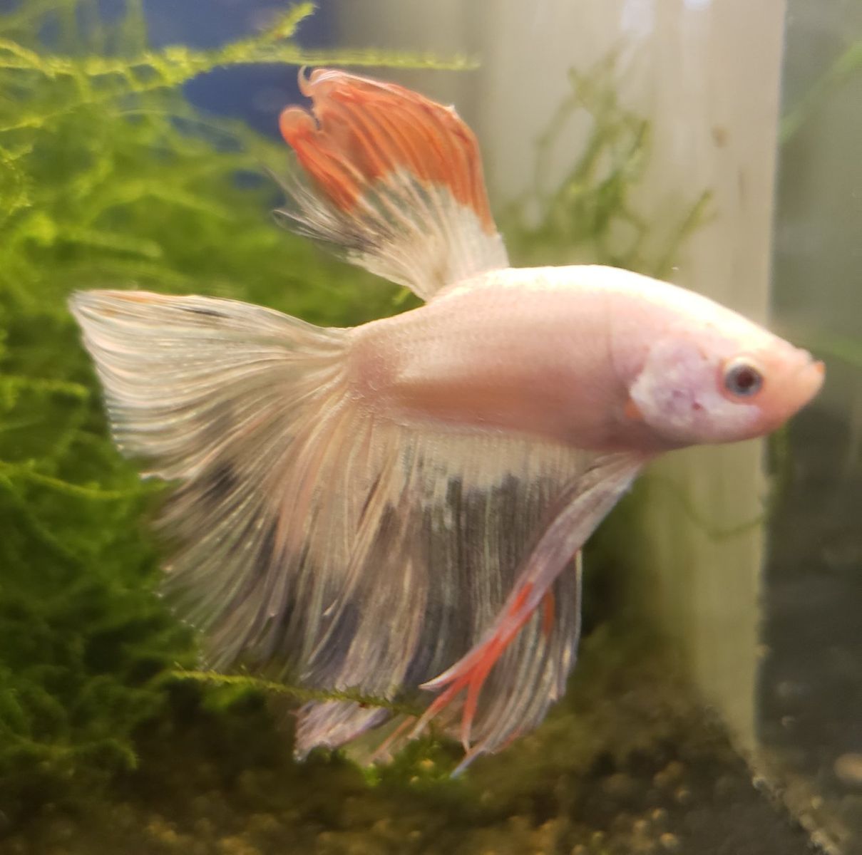 Import halfmoon Betta.
