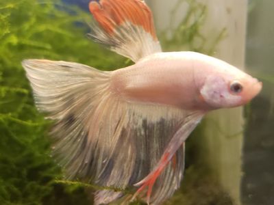 Import halfmoon Betta.