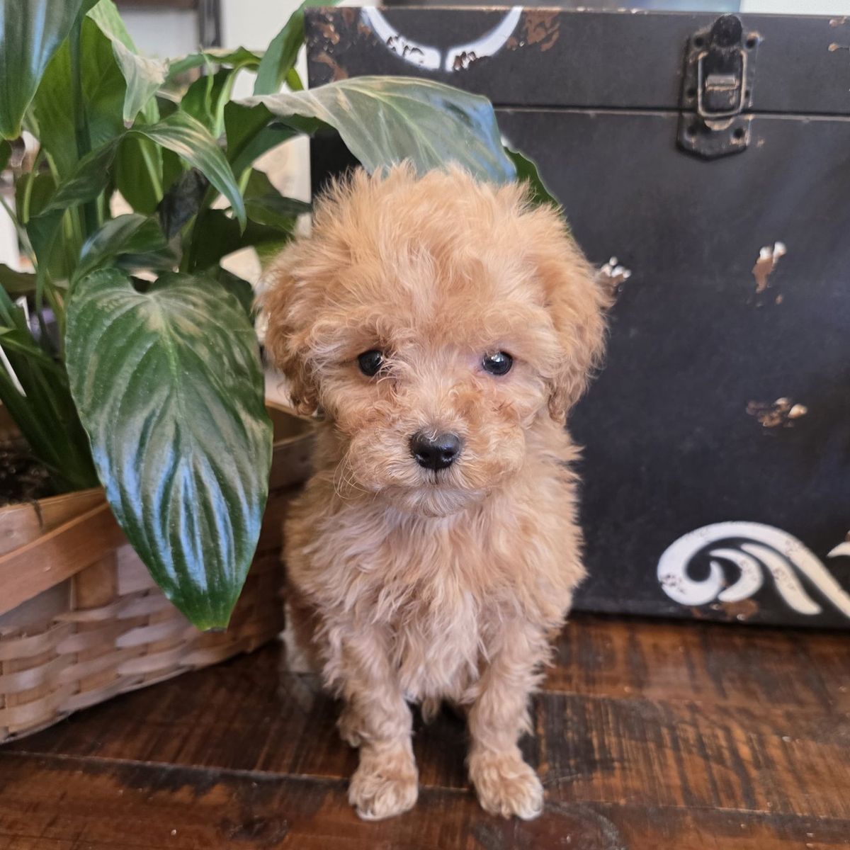AKC Male Teacup/Toy Poodle