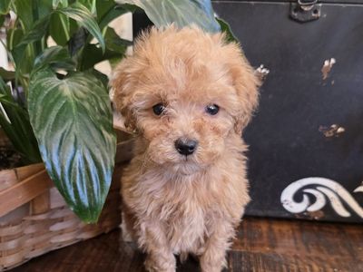 AKC Male Teacup/Toy Poodle