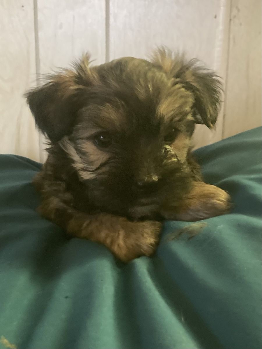 Shorkie puppies