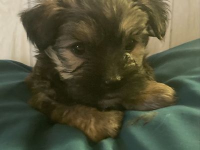 Shorkie puppies