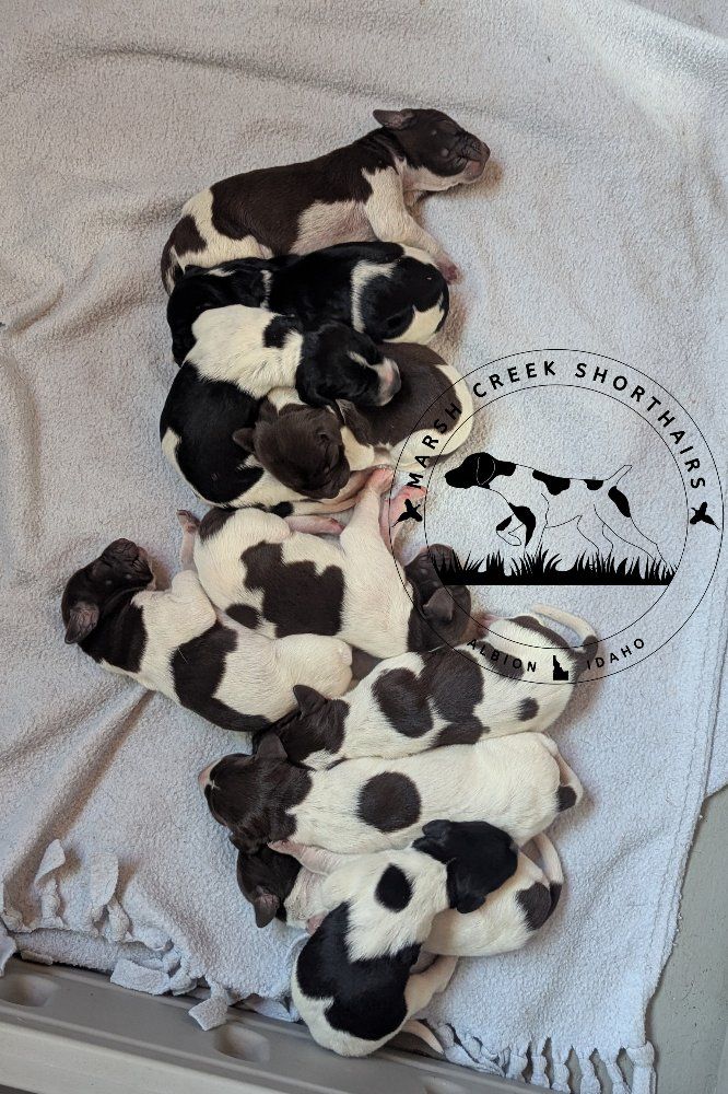 Marsh Creek Shorthairs German Shorthaired Pointer Puppies - Males & Females Available