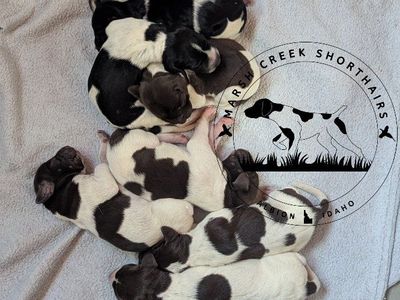 Marsh Creek Shorthairs German Shorthaired Pointer Puppies - Males & Females Available