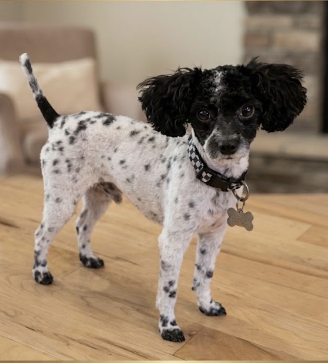 AKC Parti Toy Poodle Stud Service - Proven Coat Patterns, 4 lbs