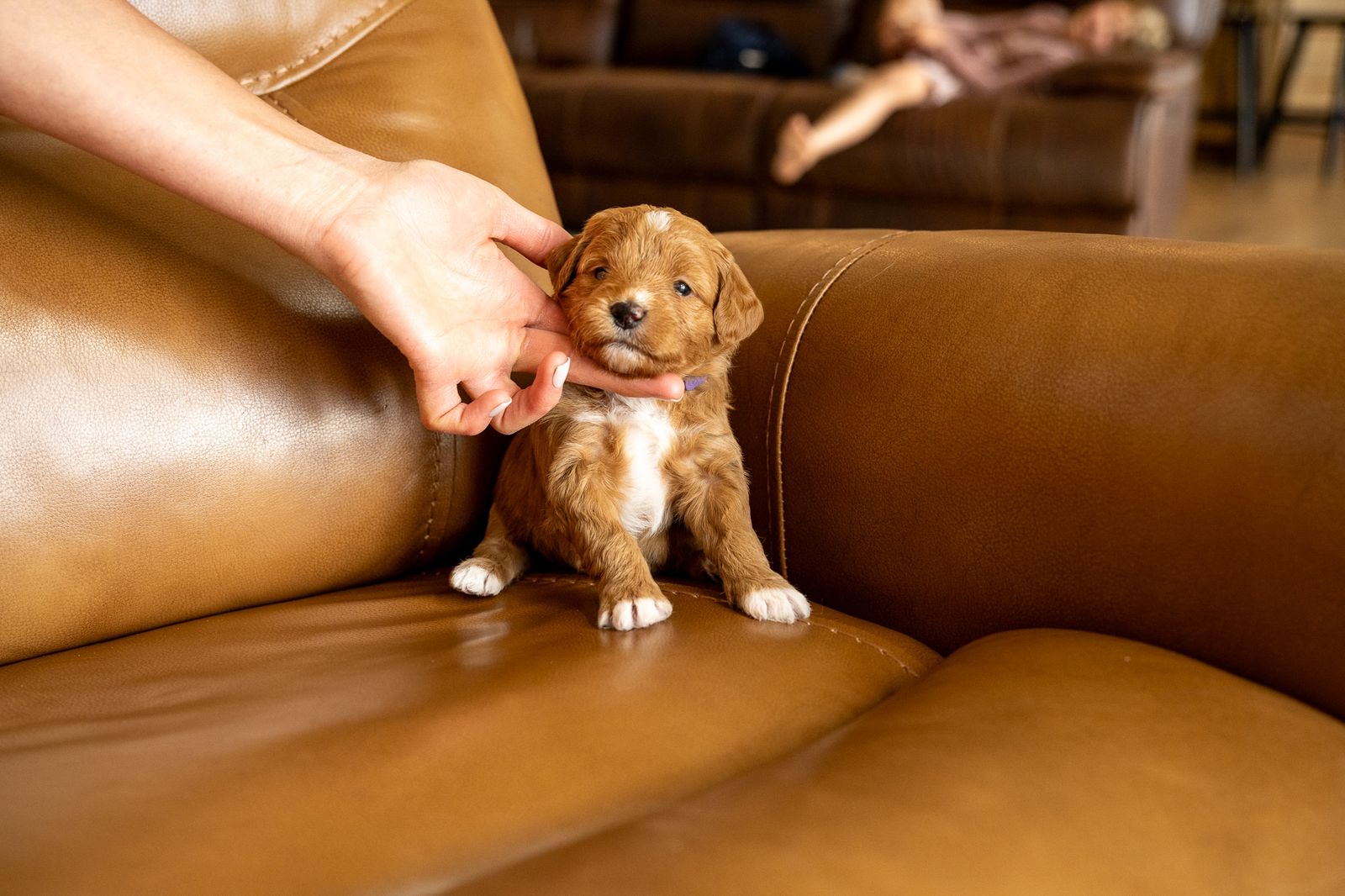 Female Therapy Grade F1 Mini-Goldendoodle Puppy