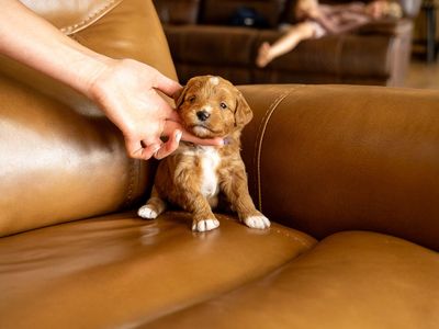 Female Therapy Grade F1 Mini-Goldendoodle Puppy