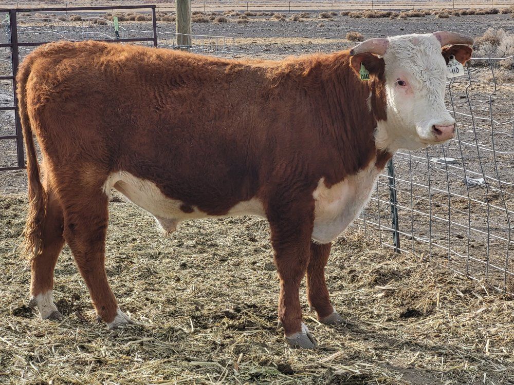 Registered Hereford Bulls