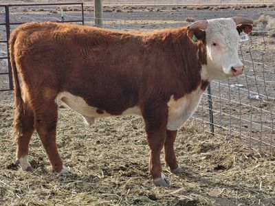 Registered Hereford Bulls