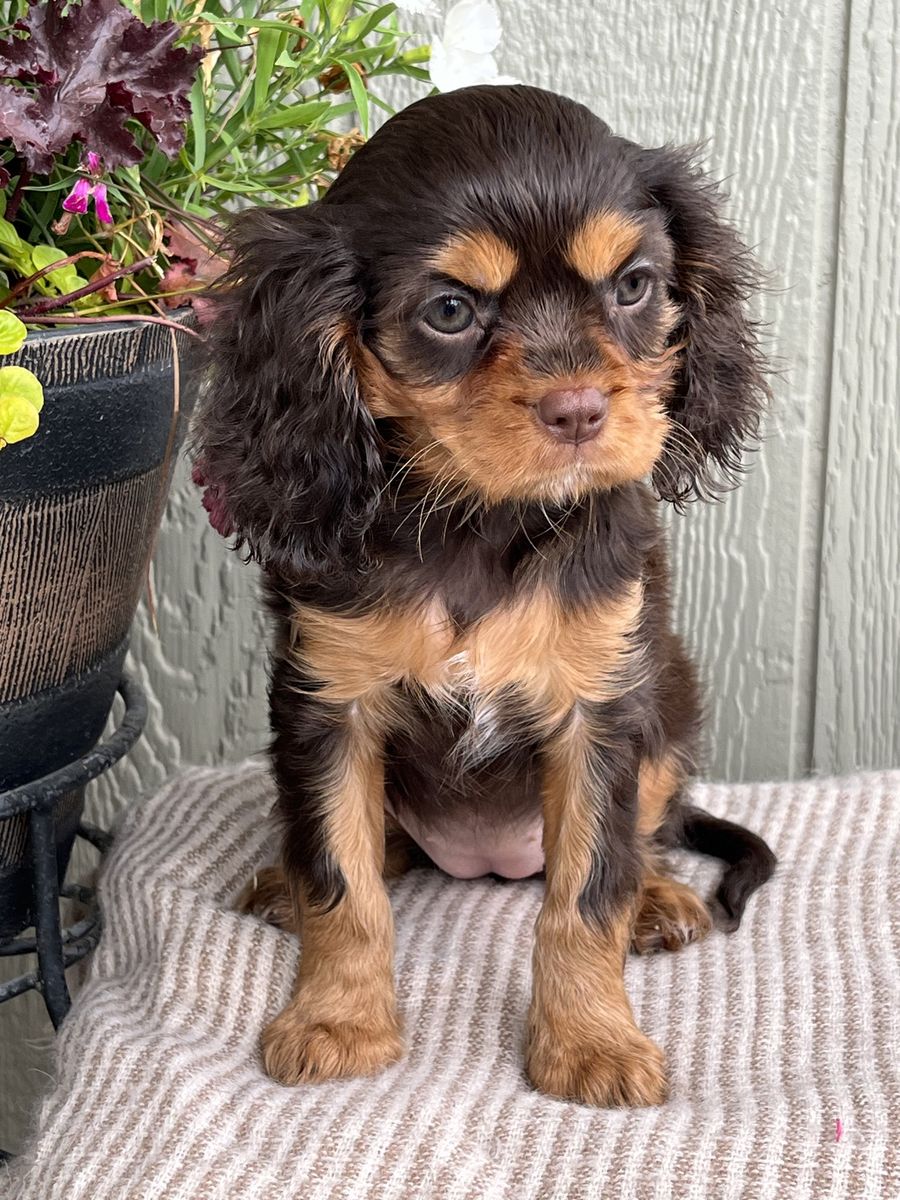AKC King Charles Cavalier
