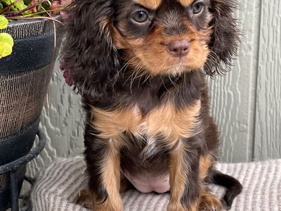 AKC King Charles Cavalier
