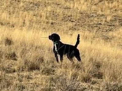 AKC Female Gordan Setter
