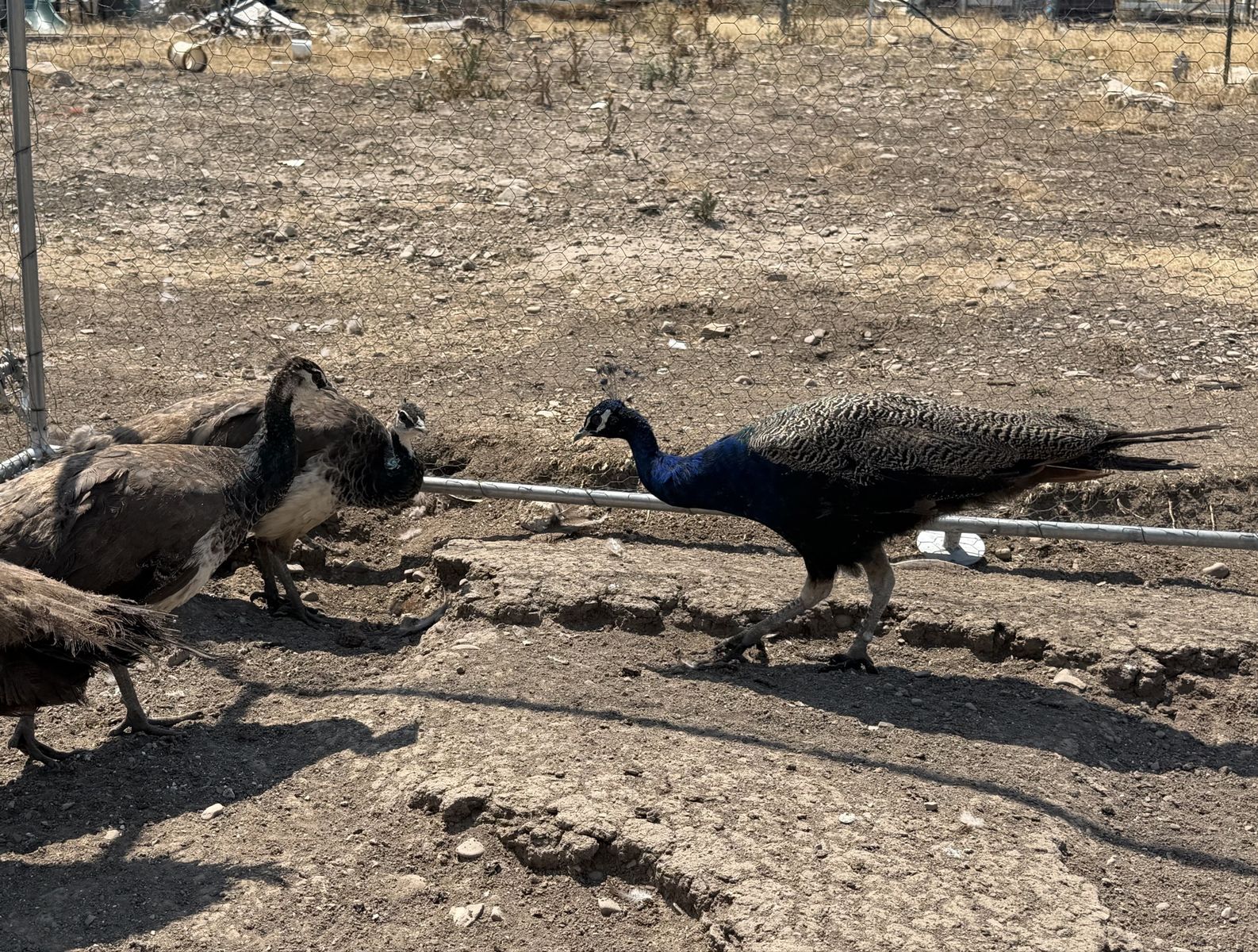 Peafowl - Peacock and 3 Peahens