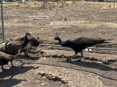 Peafowl - Peacock and 3 Peahens