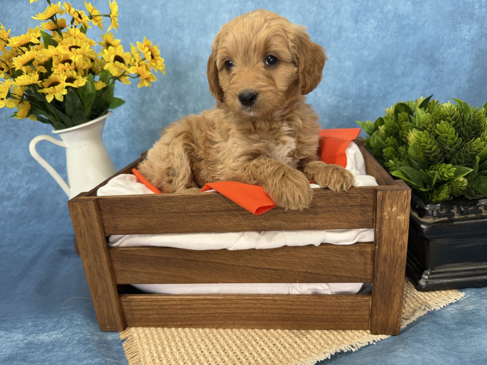 Mini Goldendoodle puppy