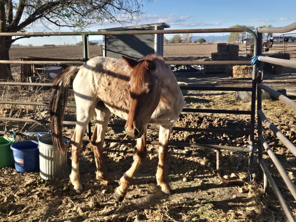 wild filly for sale