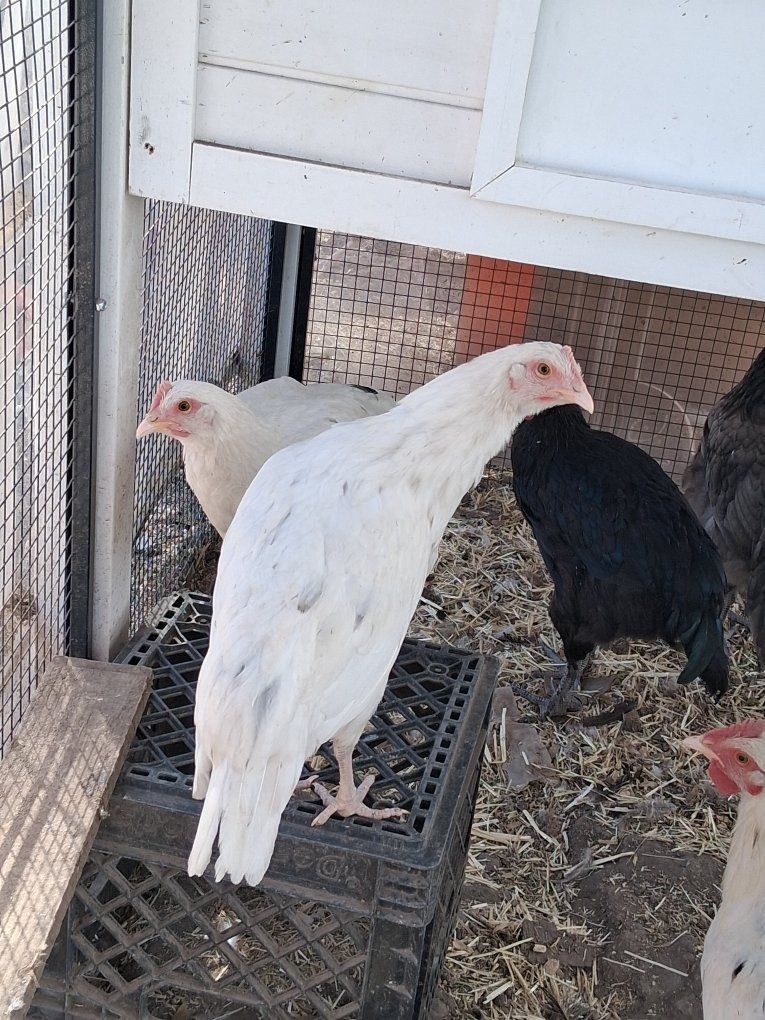 4 LEFT Zombie Marans