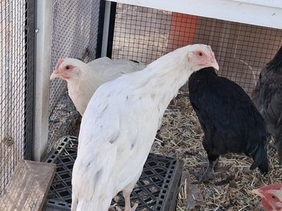 4 LEFT Zombie Marans