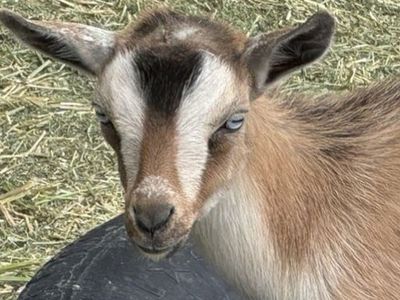 Blue-eyed ND Doeling