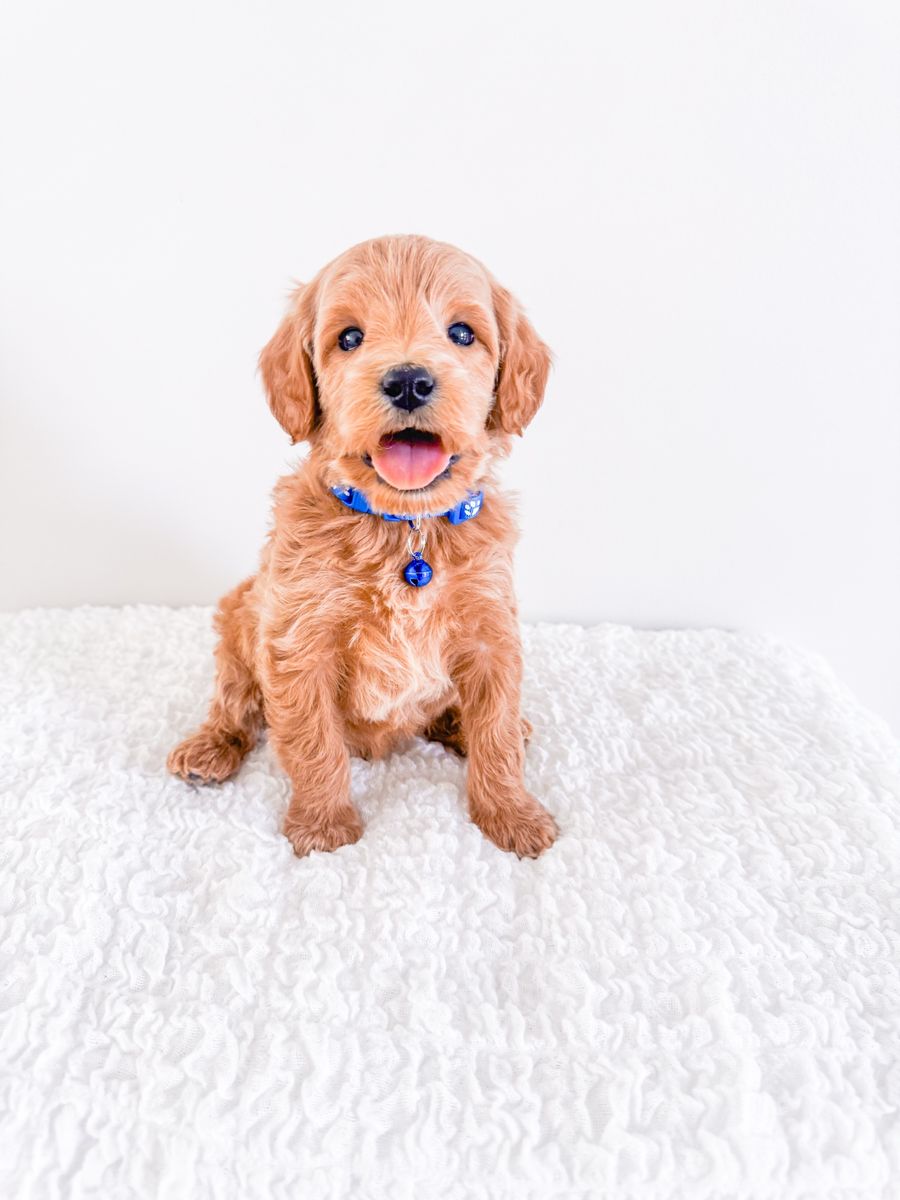 Professionally Raised Mini Goldendoodle Boys Golden Doodle