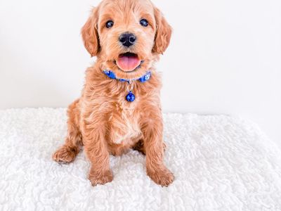 Professionally Raised Mini Goldendoodle Boys Golden Doodle