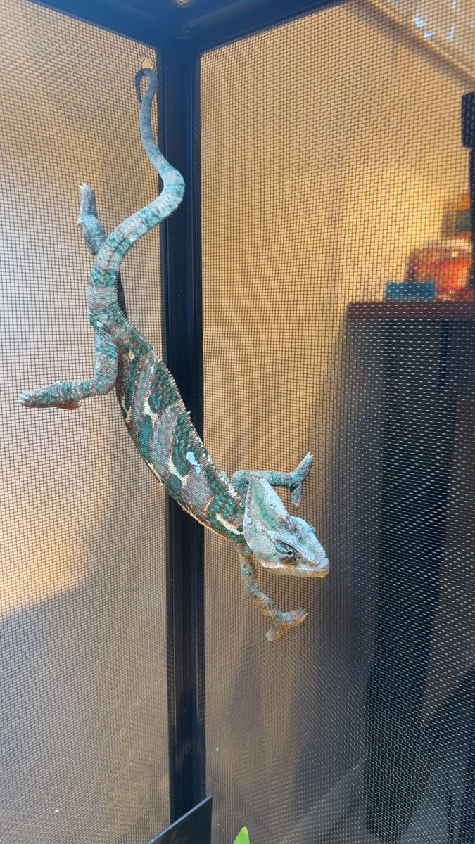 Veiled chameleon