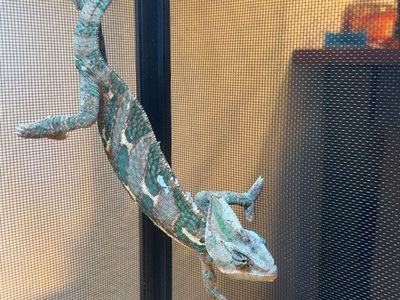 Veiled chameleon