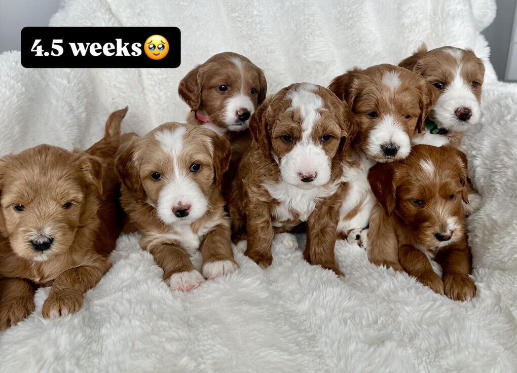Mini Goldendoodle Puppies