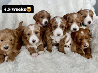 Mini Goldendoodle Puppies