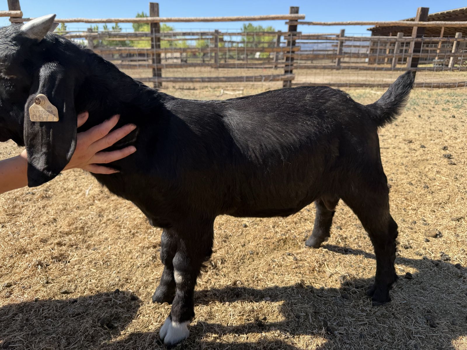 Full Boer Goat Bucklings