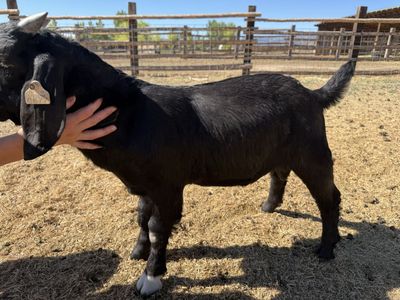 Full Boer Goat Bucklings