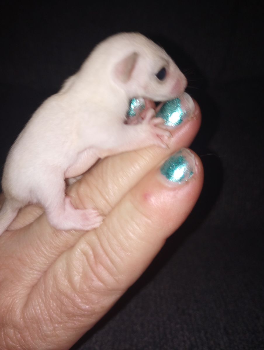 SUGAR GLIDDER BABY