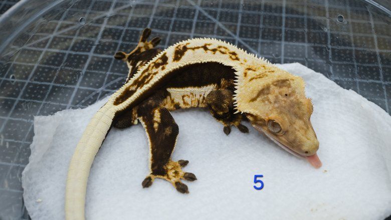Main image 6