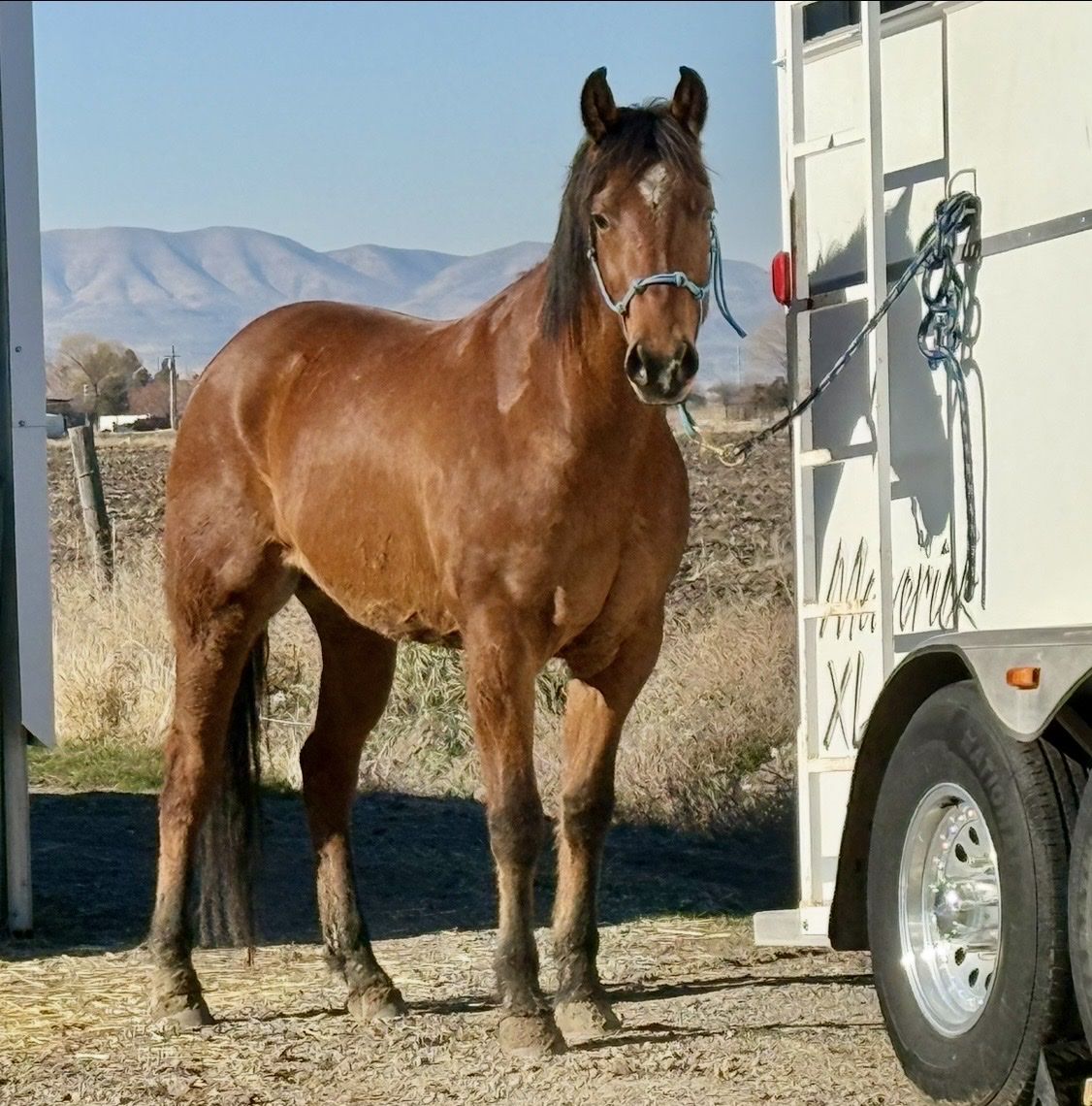 Registered AQHA 4yr Dun gelding Quarter Horse