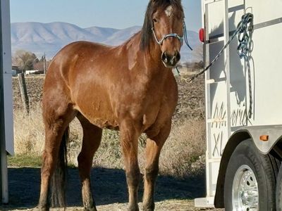 Registered AQHA 4yr Dun gelding Quarter Horse