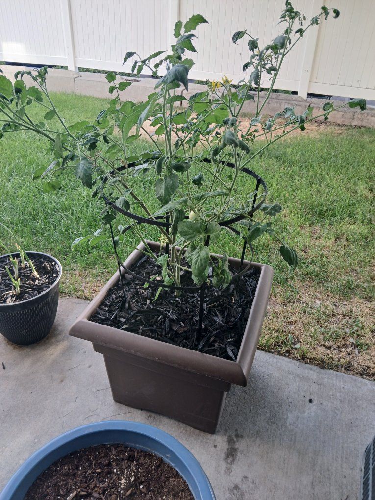 Potted Roma Tomato Plant with Cage - Healthy & Growing (Local Pickup Only) needs bigger cage.