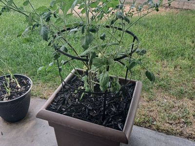 Potted Roma Tomato Plant with Cage - Healthy & Growing (Local Pickup Only) needs bigger cage.