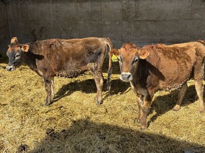 Ready To Breed a2a2 Jersey Heifers