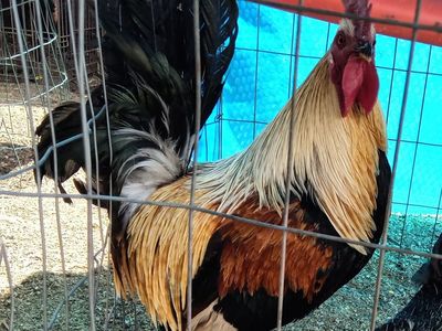 Rooster and hen
