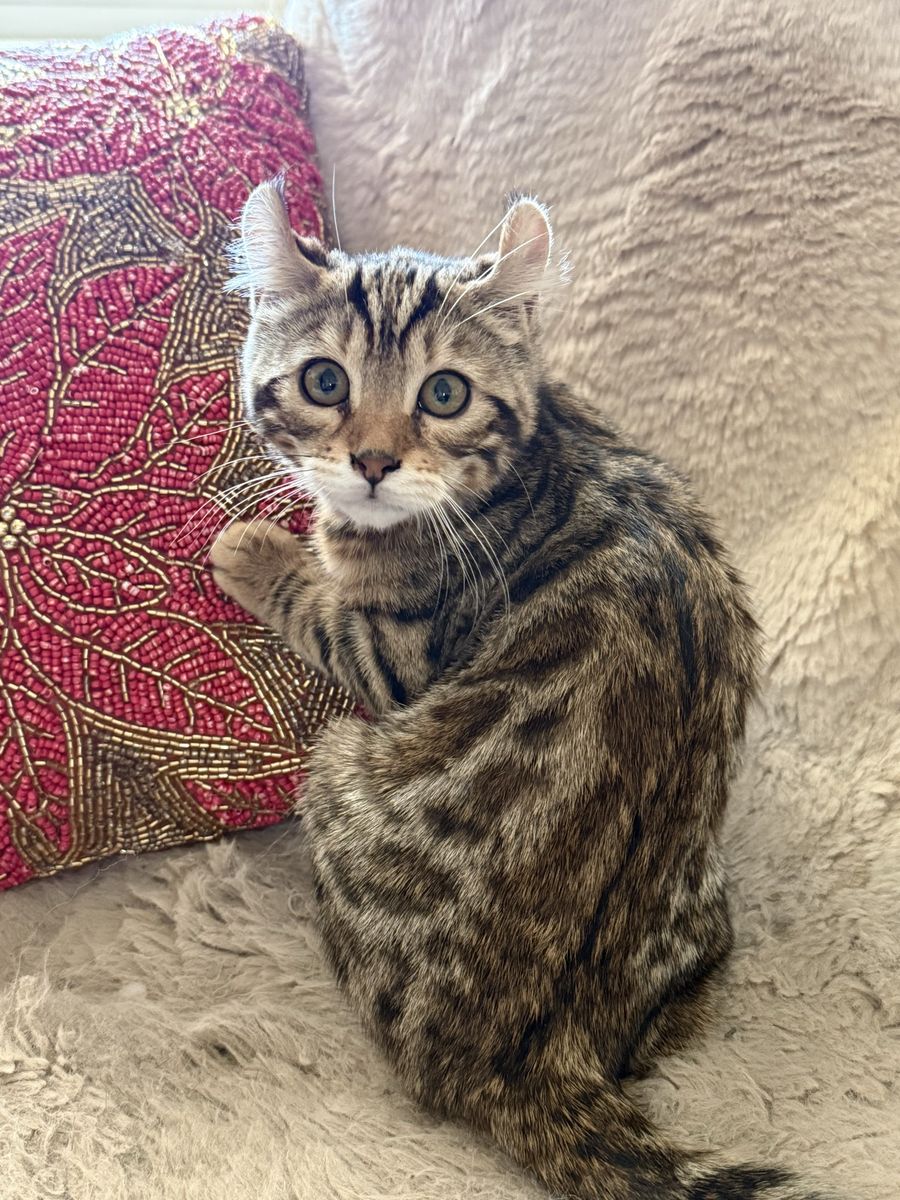 Bengal kitten