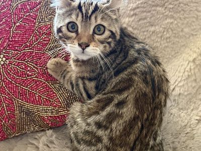 Bengal kitten